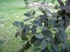 Cotoneaster-hojas 1